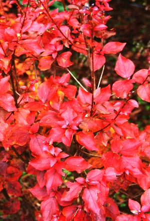 四季の山野草（キヨスミミツバツツジ）