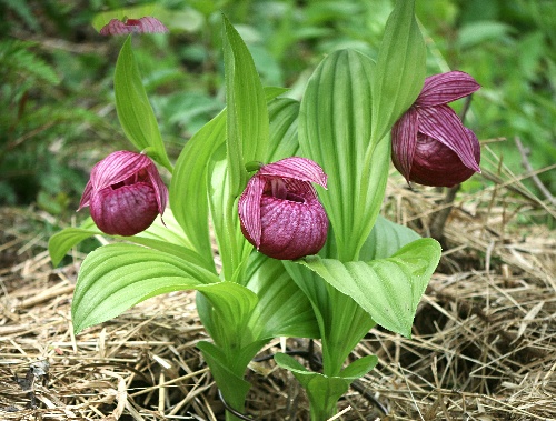 平*京様 山野草・アツモリソウ・礼文アツモリソウ レブンアツモリソウ
