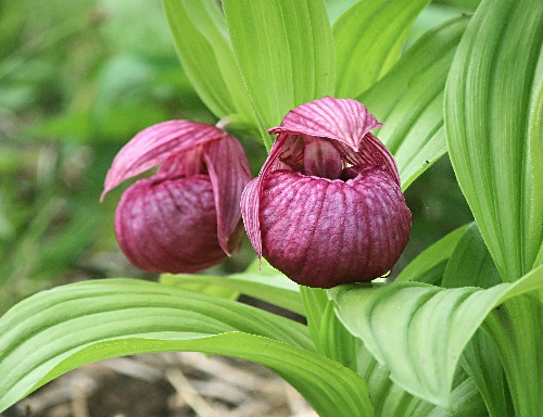 四季の山野草（ホテイアツモリソウ）