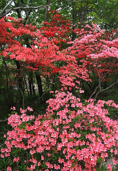 四季の山野草（ヤマツツジ）