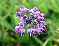 四季の山野草（ヤマラッキョウ）