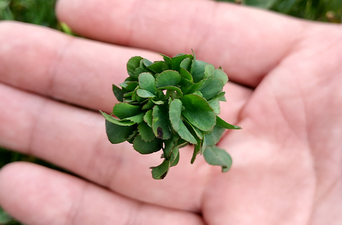 World's Luckiest Man Grows 63-Leaf Clover