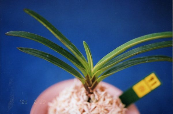 F11429 白牡丹（h91）￥110,000 完売しました。 | 有限会社 岡部園芸