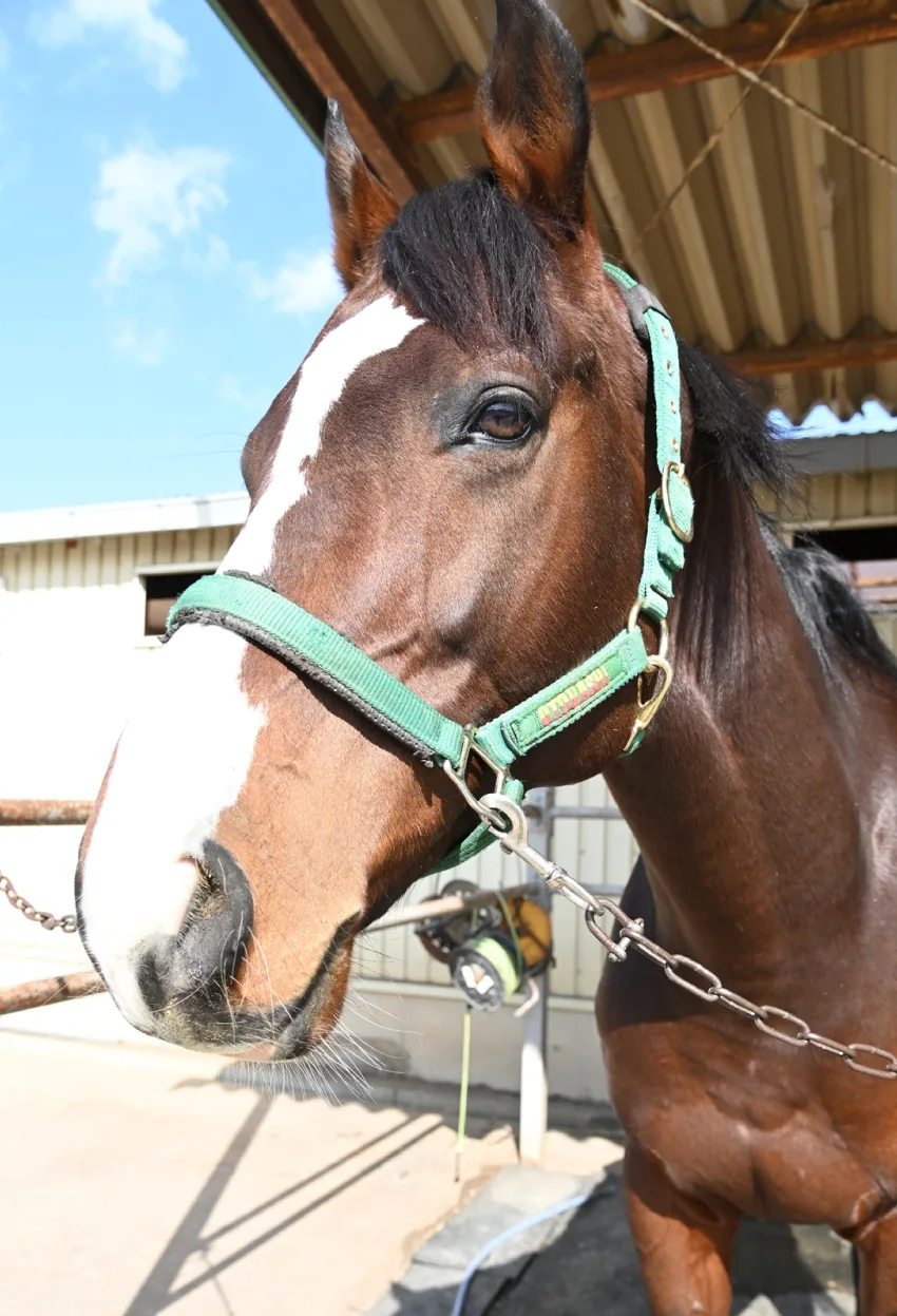 当クラブで活躍中の元競走馬の紹介｜千葉の乗馬クラブ・オリンピッククラブ