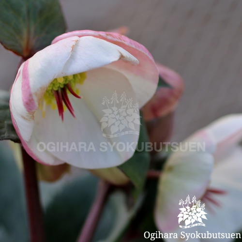 クリスマスローズ(原種間交配) 氷の薔薇 ビアンコ｜2020秋 新商品のご