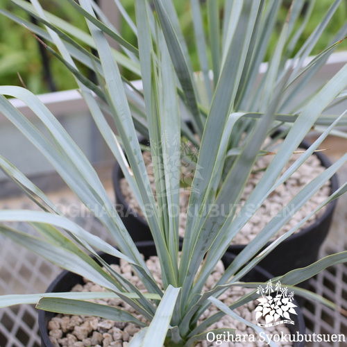ユッカ リギダ｜おぎはら植物園
