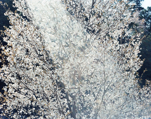 鈴木理策写真展 意識の流れ［展覧会について］｜東京オペラシティ