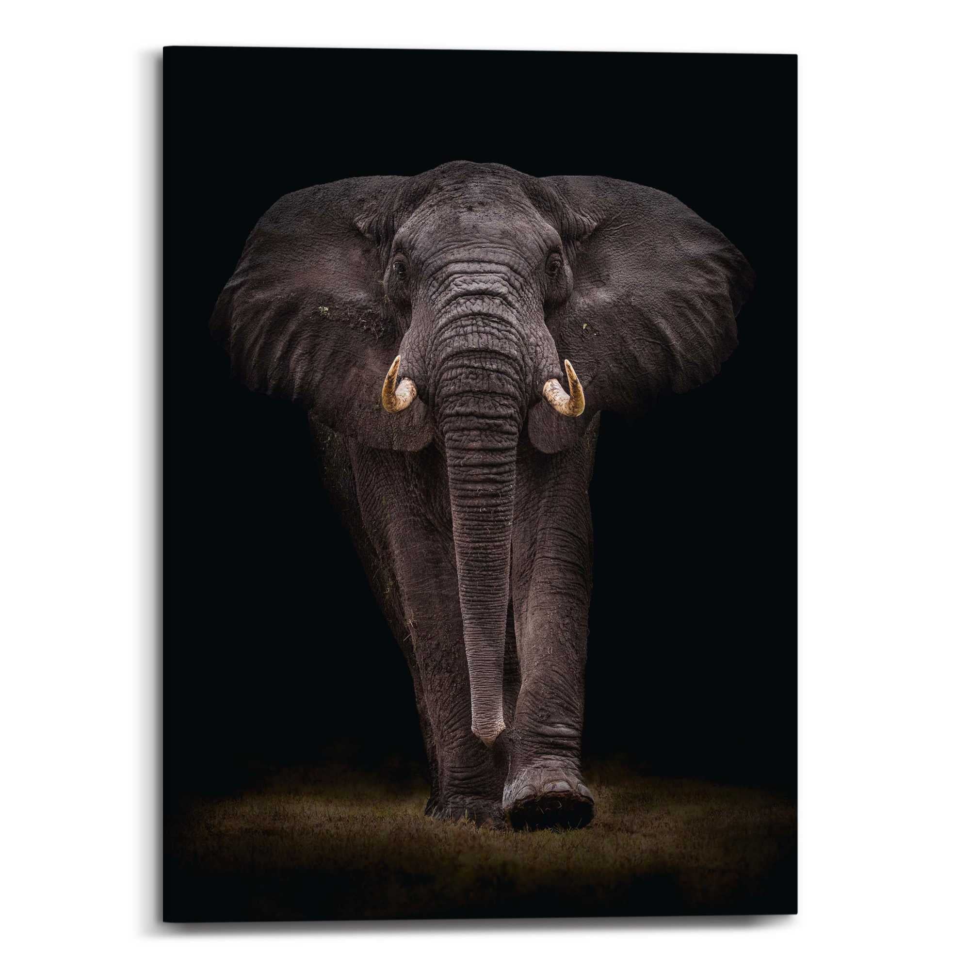 Canvas Dark Elephant 70x50 – Orangewallz