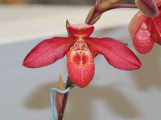 ほっかいどう 世界の蘭展2005 フラグミペディウム Hokkaido World