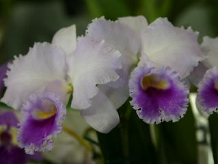 世界らん展日本大賞2004 カトレア原種 Japan Grand Prix