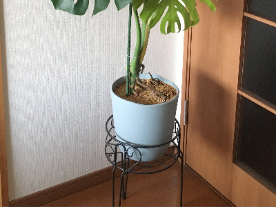 大株 極太茎4枚葉 モンステラセブブルーミント イエローマリリン 鉢発送 班