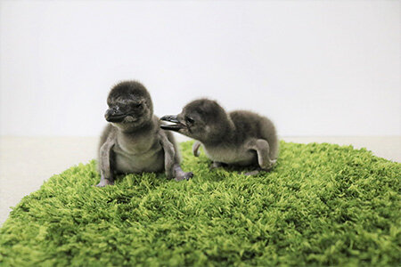 ペンギンの赤ちゃん、さらに2羽が仲間入り！ | オリックス不動産株式会社
