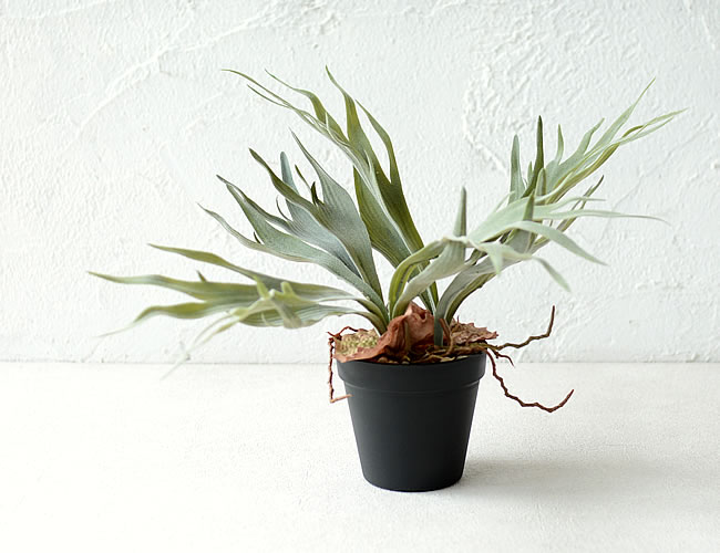 ビカクシダ ポット | ゼネラルストア オルネ