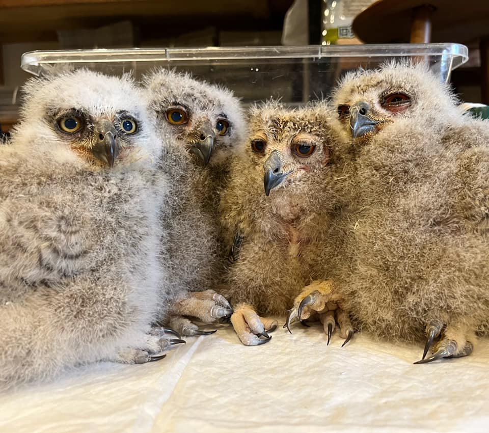 育雛日記】2023年ももふもふであふれてる！ | 広島初のフクロウカフェ