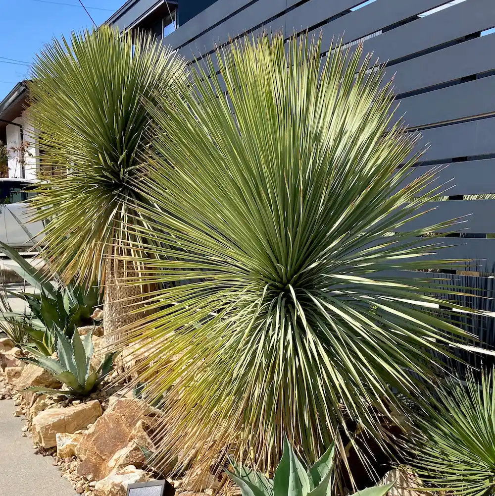 25選】ドライガーデンで人気の植物！寒さに強いおすすめは？