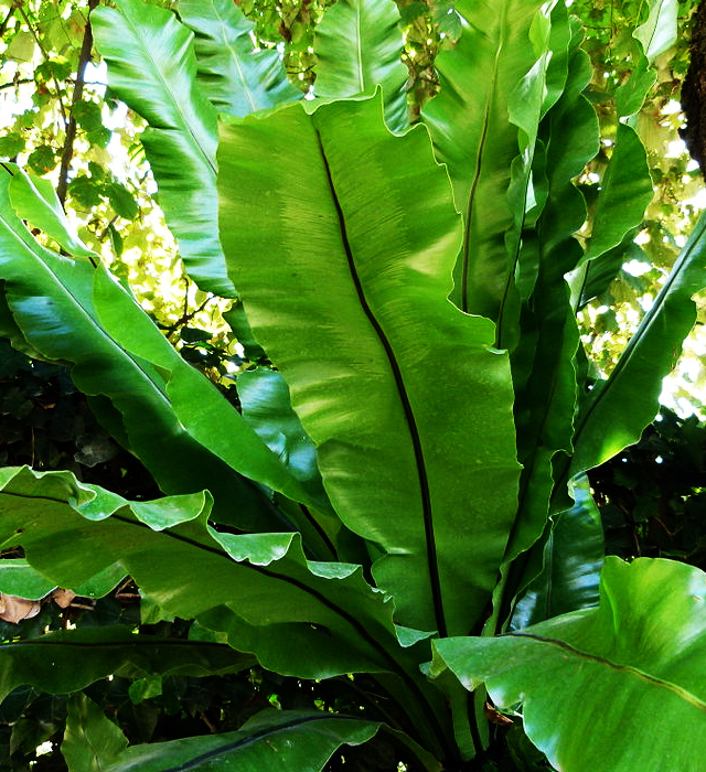 オオタニワタリ（大谷渡り）の花言葉と誕生花－花の持つ言葉