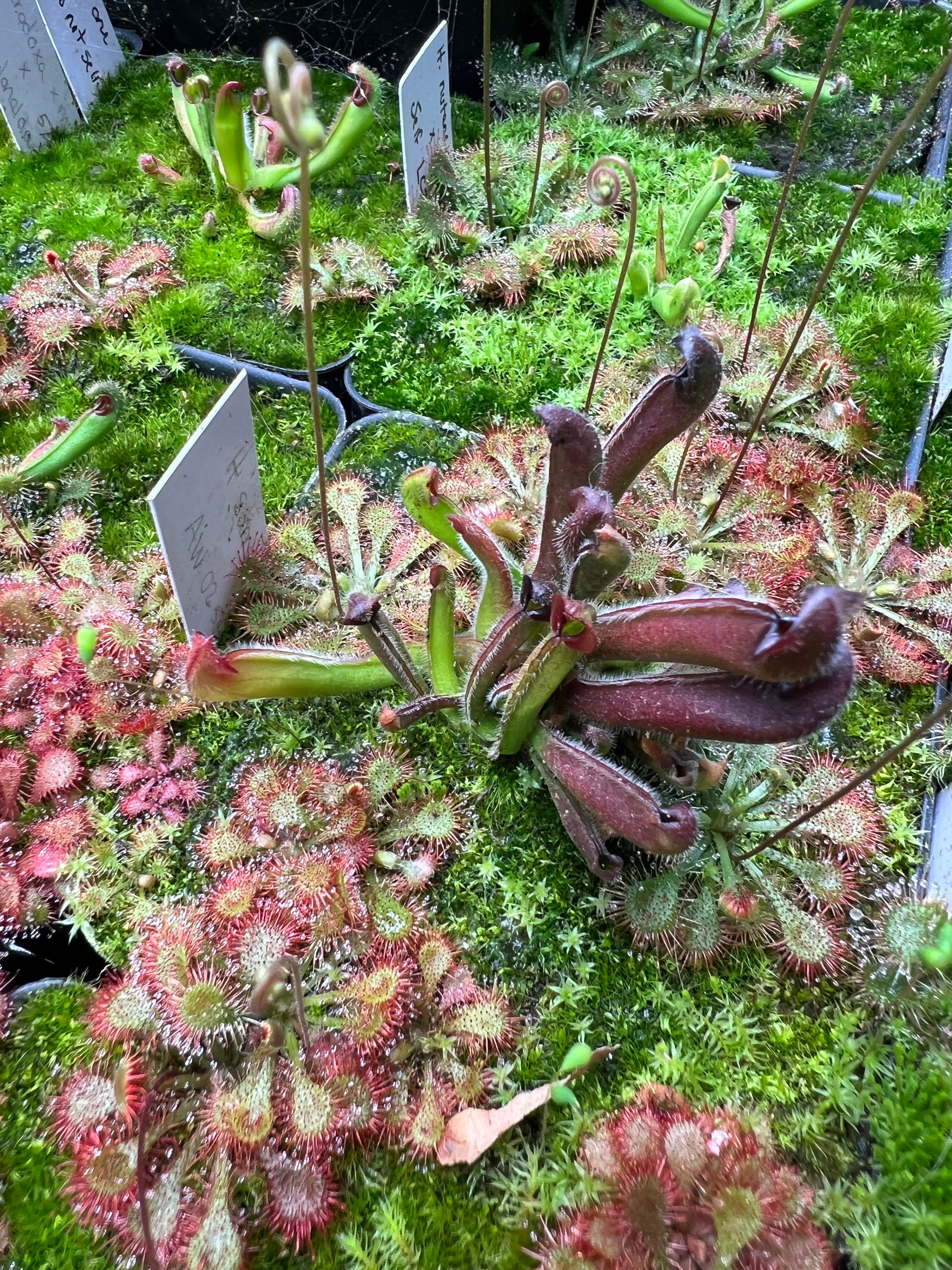 Heliamphora sarracenioides (AW-H-Sar-02SG) – Little Carnivores