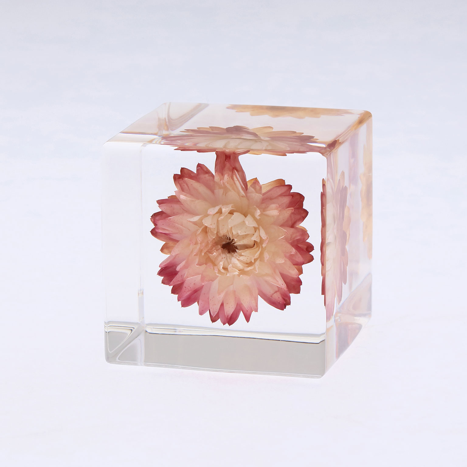 Sola cube（ソラキューブ）カイガラソウ | LIVING MOTIF｜家具