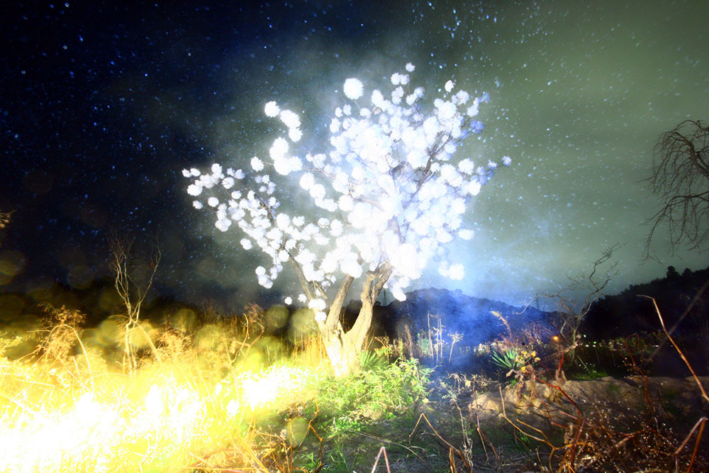 CANARY | Lieko Shiga