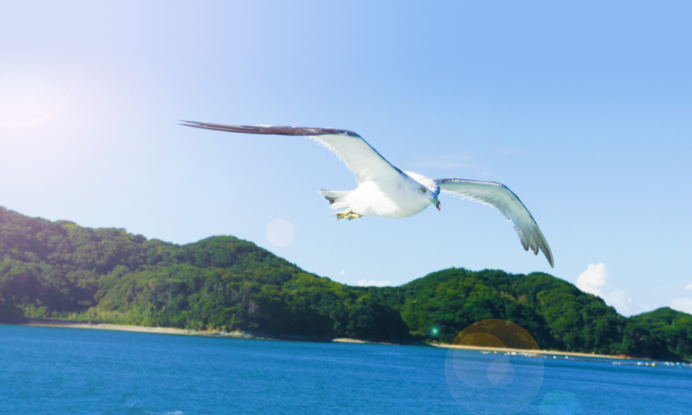 カモメ餌やり体験 | ホテルリマーニ