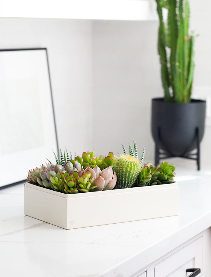 Succulent Gift Plant Delivery | Forever Remembered Lush Garden by