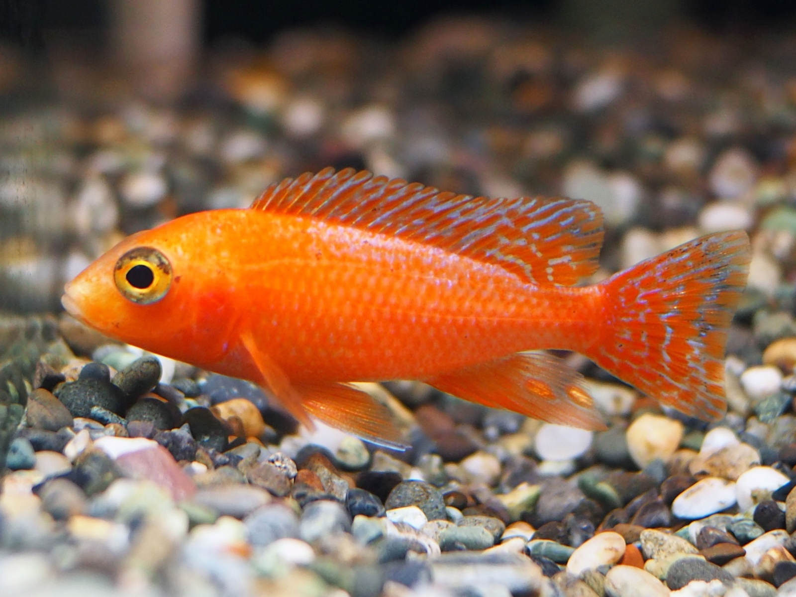 ストロベリーピーコックシクリッド(6cm±) - m8堂