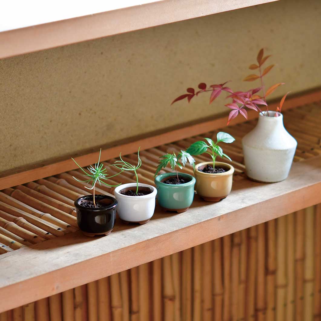 Haco Mame 豆盆栽 栽培セット もみじ／グリーン(もみじ／グリーン)：ホーム