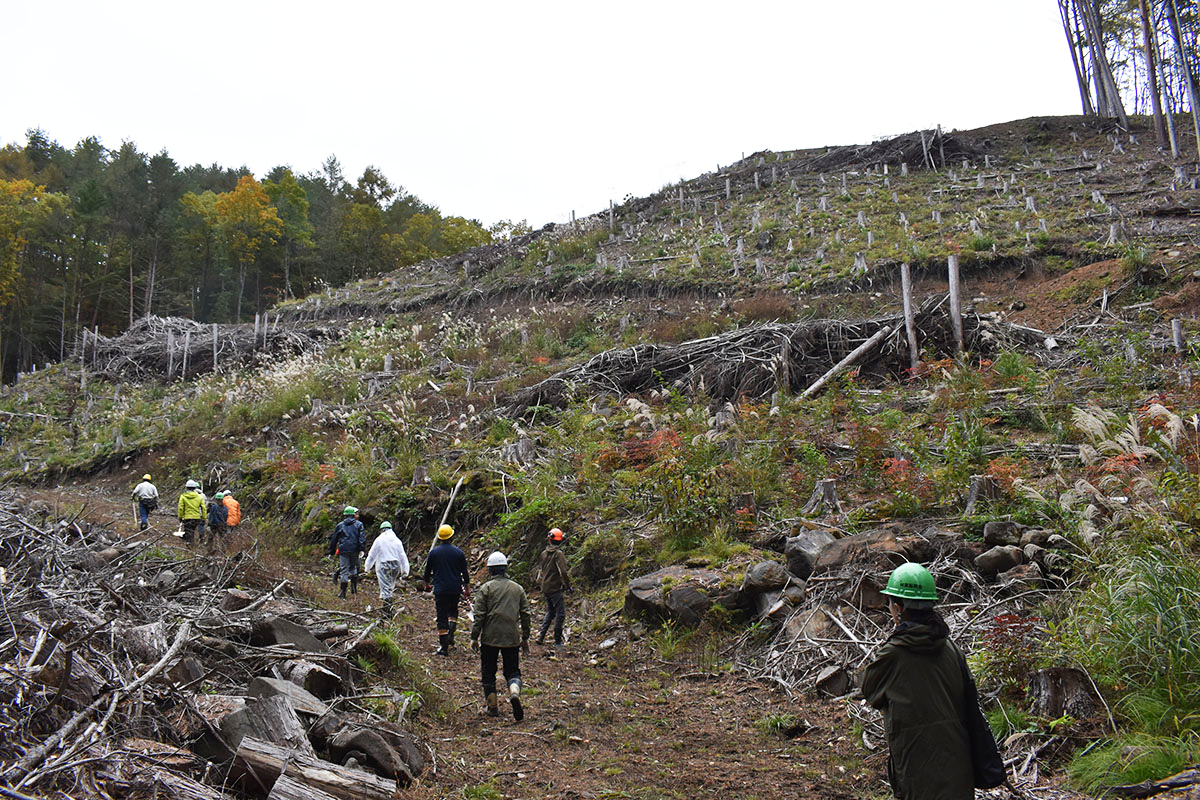 今年はシラカンバとヤマボウシを植樹。長野県木曽町でDINOS