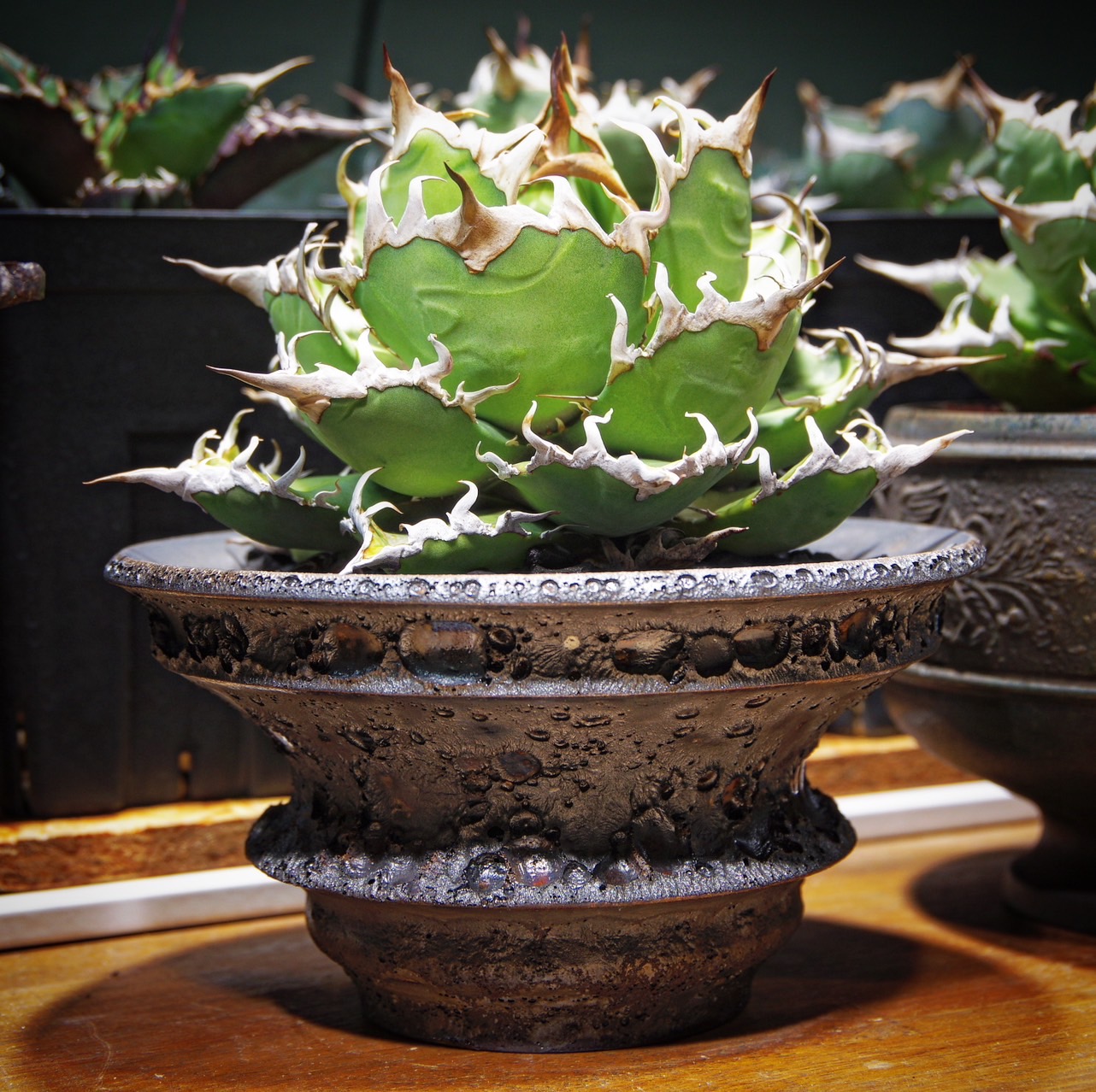 アガベ（リュウゼツラン） | 株式会社モス -自動化 3Dシミュレーション