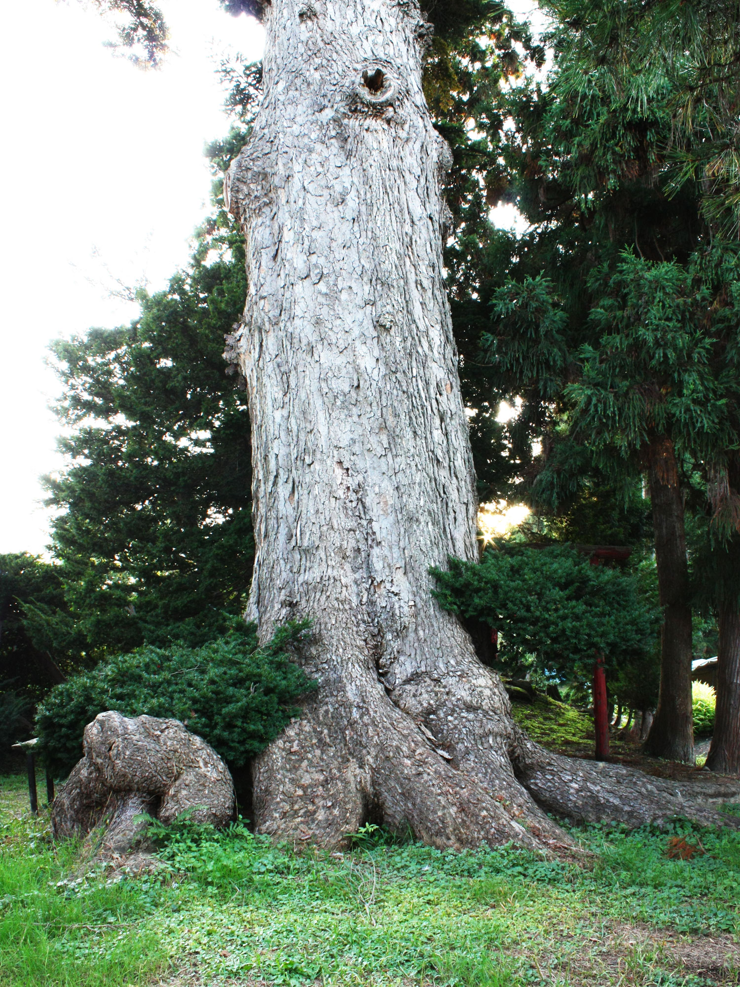 巨木 | メデタイ・ツルタ