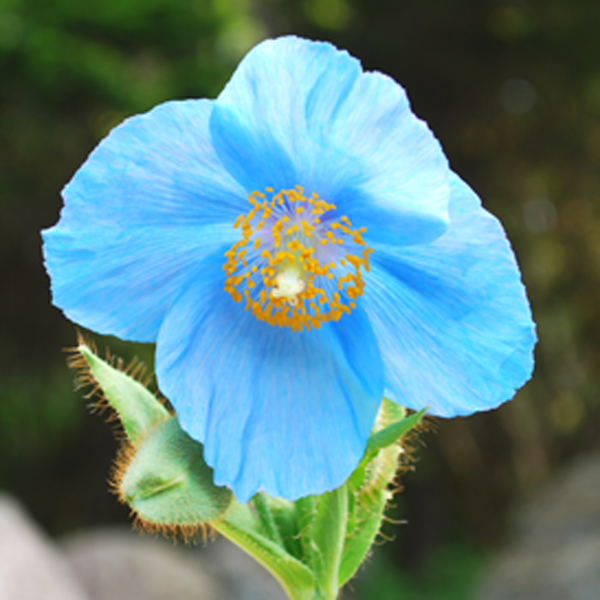 天皇家御三代が行幸啓される由緒ある植物園、六甲高山植物園（兵庫県