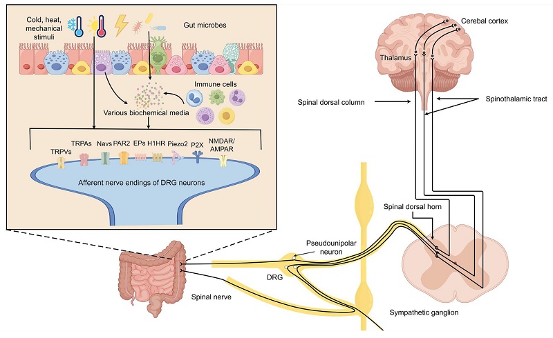 Reviewing the Peripheral and Central Mechanisms of Visceral