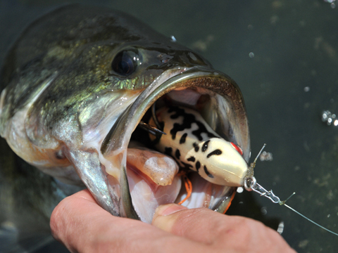 PONY FROG | Megabass-メガバス