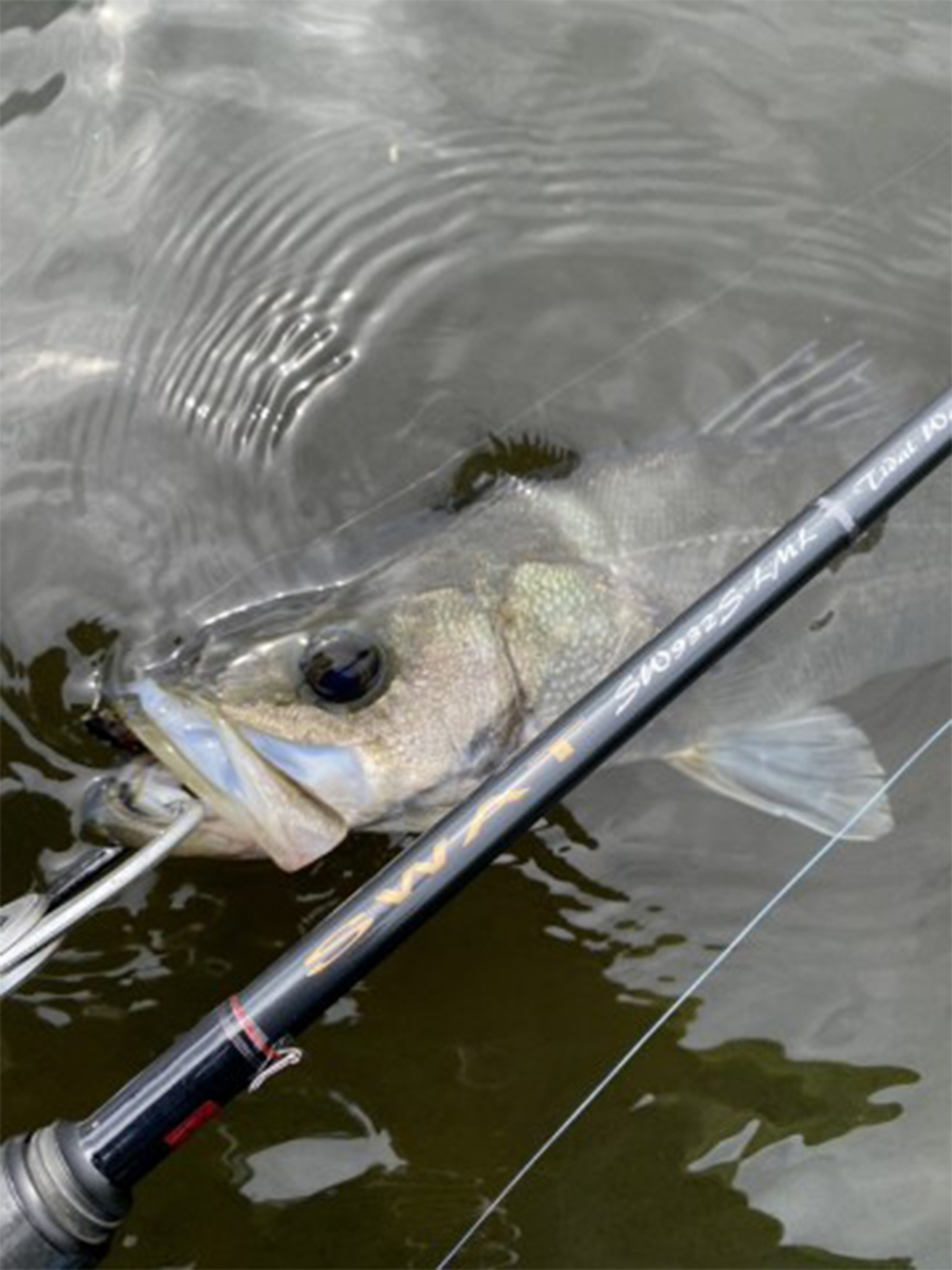 トップウォーターが良い感じ | Megabass-メガバス