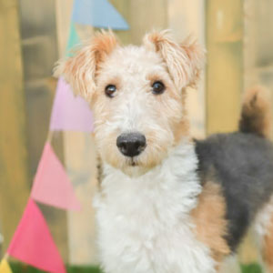 ワイヤー・フォックス・テリア アーカイブ | 世界の名犬牧場