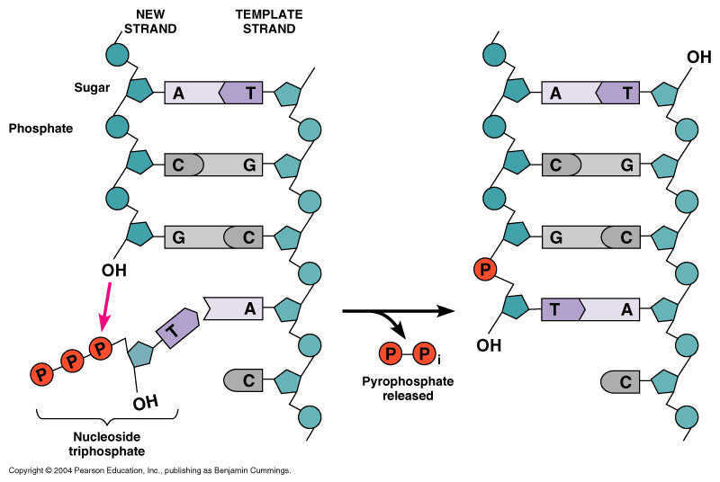 How DNA Works: the library of life - MelixGX™