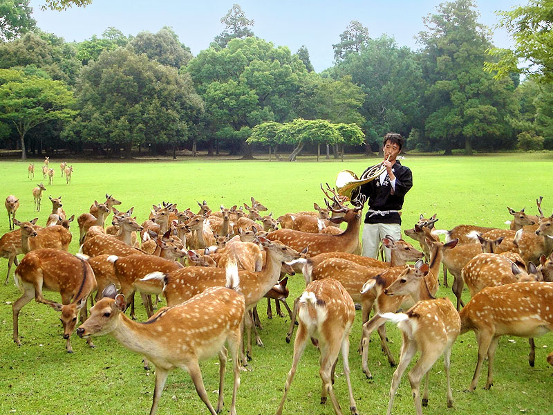 奈良の鹿】大迫力、ホルンの音に集う「鹿寄せ」開催！赤ちゃんシカに