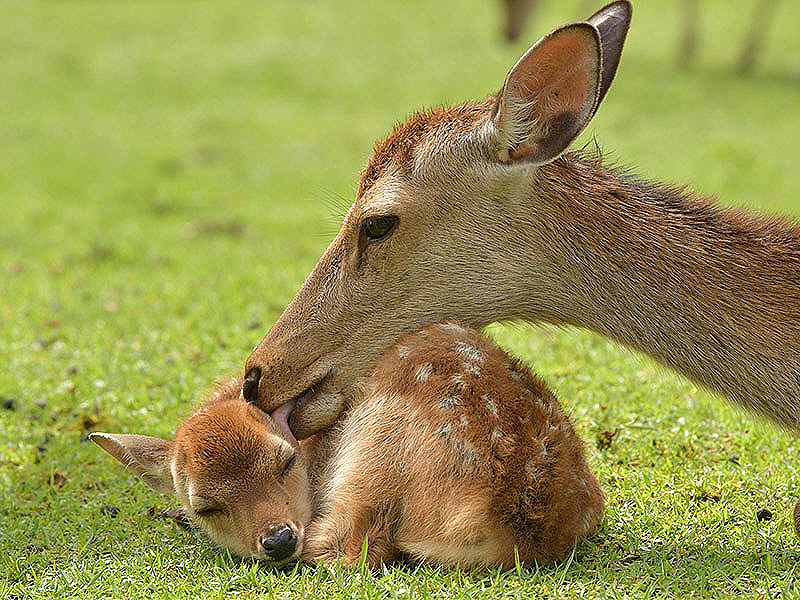 奈良の鹿】大迫力、ホルンの音に集う「鹿寄せ」開催！赤ちゃんシカに