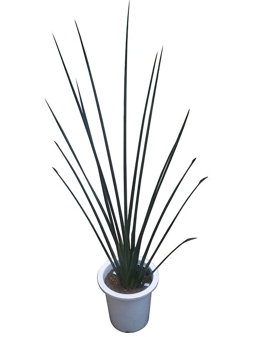 ストレリチア・ユンケア 10号サイズ -Type2 | HITOTOKI by MAKIMO PLANT