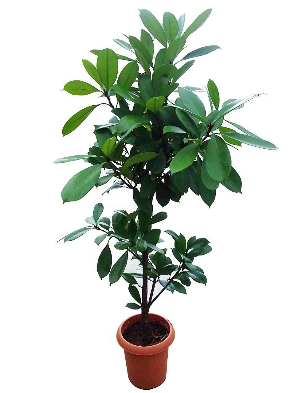 フィカス・キアティスティプラ 8号サイズ | HITOTOKI by MAKIMO PLANT