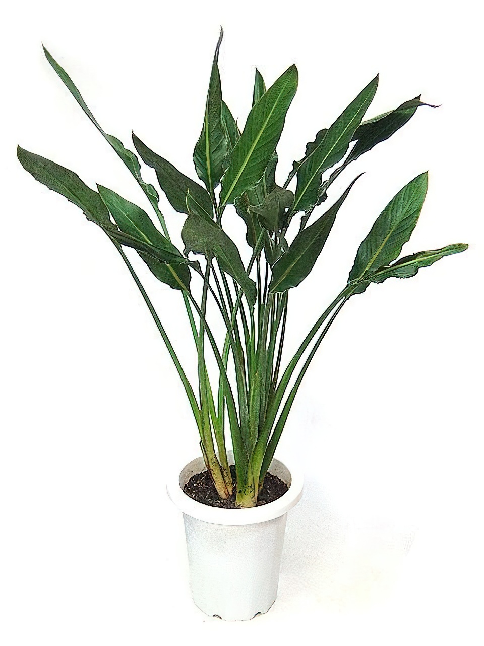 ストレリチア・レギネ 8号サイズ | HITOTOKI by MAKIMO PLANT