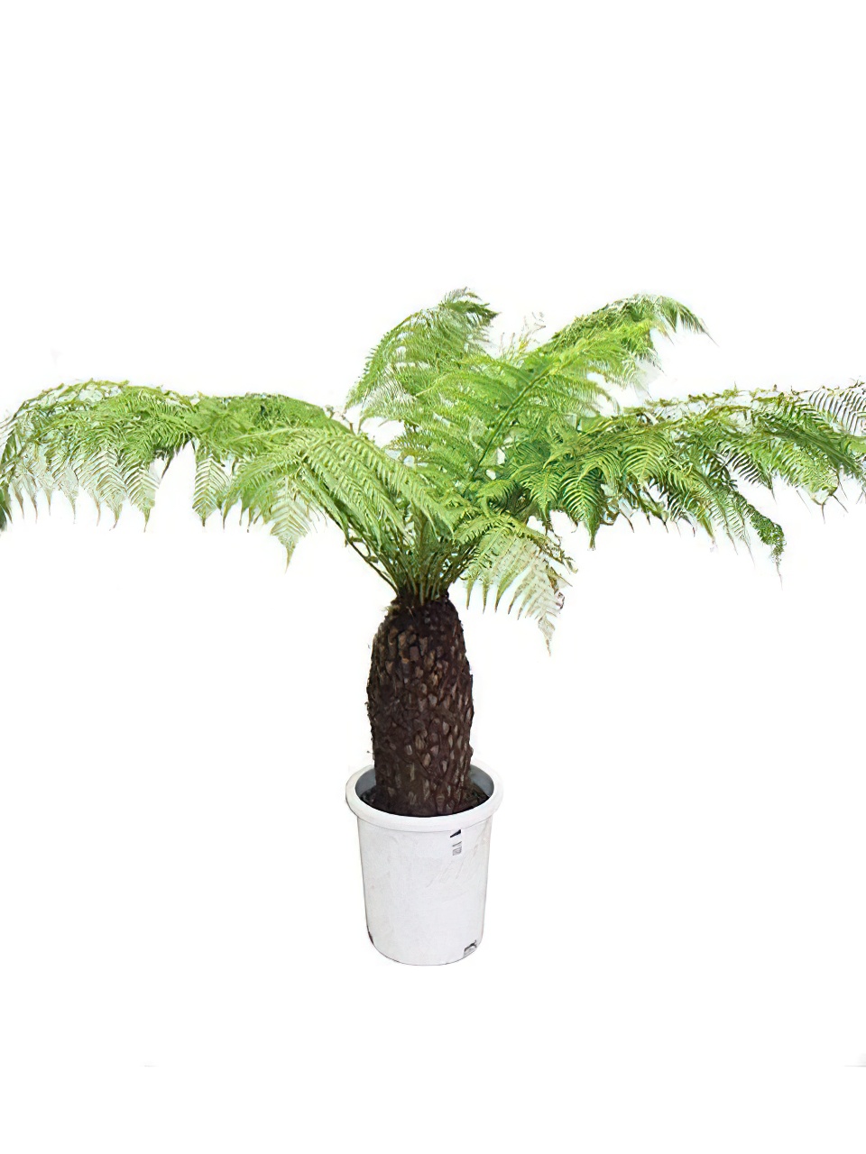 ディクソニア・アンタルティカ | HITOTOKI by MAKIMO PLANT