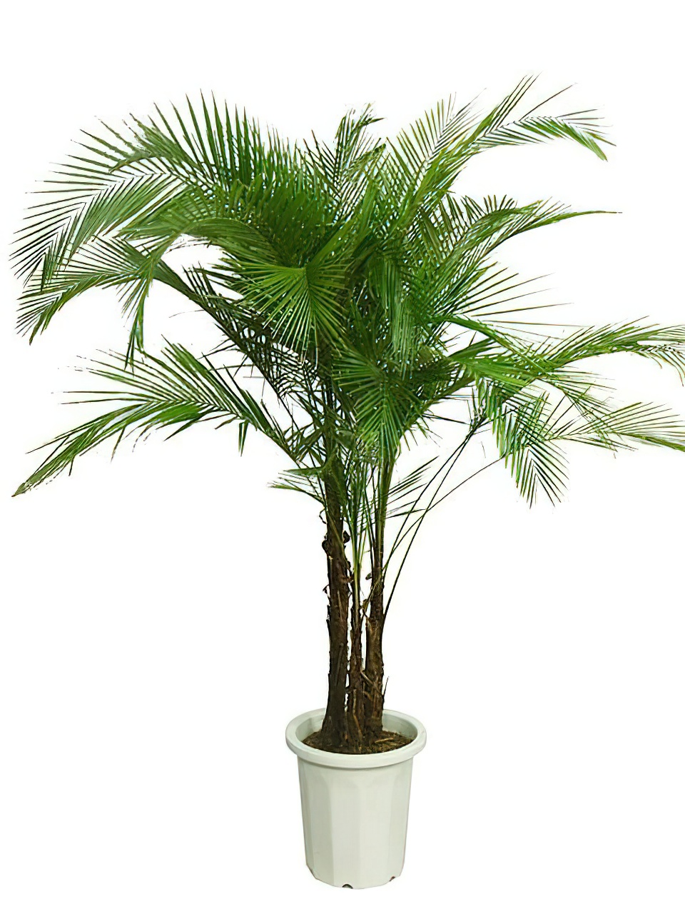 ブラジルヒメヤシ 10号サイズ -1 | HITOTOKI by MAKIMO PLANT