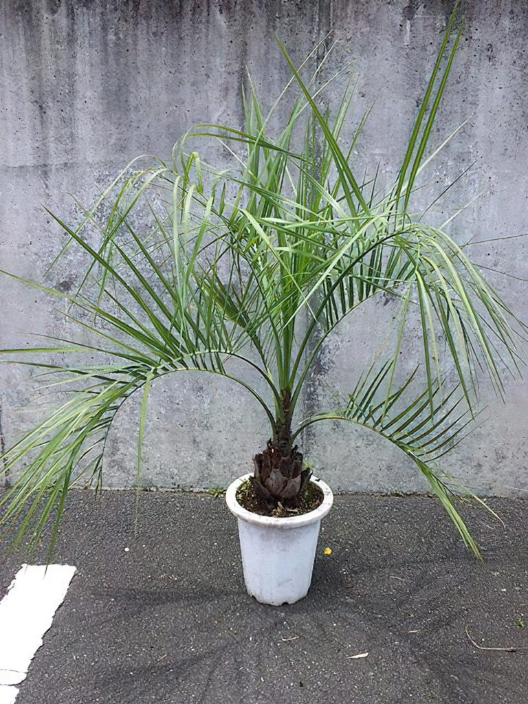 ココスヤシ 8号サイズ | HITOTOKI by MAKIMO PLANT