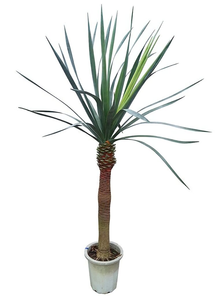 ドラセナ・ドラコ | HITOTOKI by MAKIMO PLANT