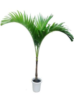 ブラヘア・アルマータ | HITOTOKI by MAKIMO PLANT