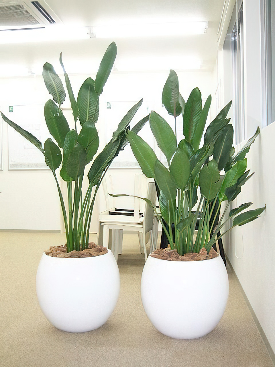 ストレリチア・レギネ 8号サイズ | HITOTOKI by MAKIMO PLANT