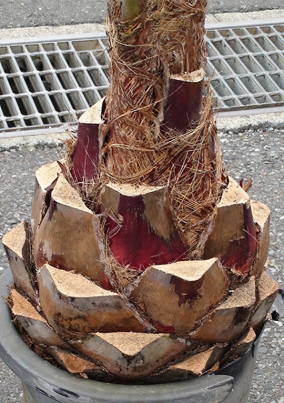 ココスヤシ エキストラサイズ | HITOTOKI by MAKIMO PLANT