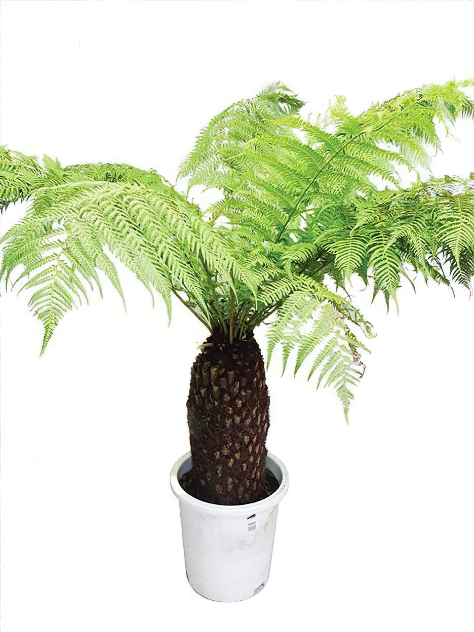 ディクソニア・アンタルティカ | HITOTOKI by MAKIMO PLANT