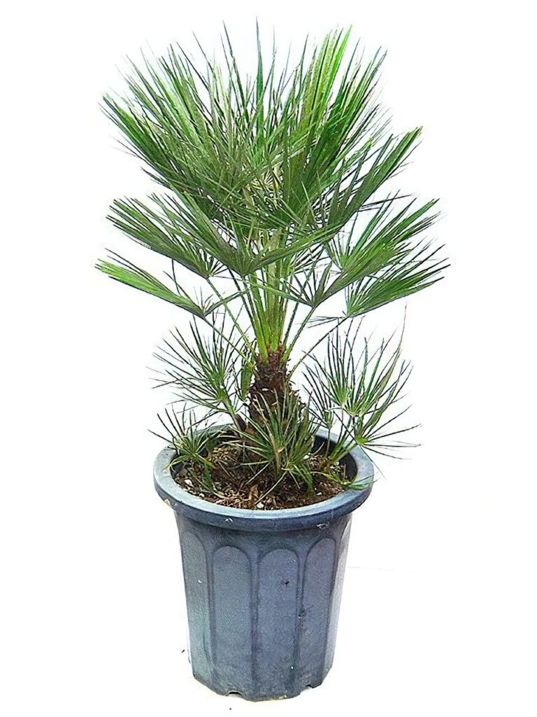 チャボトウジュロ（チャメロップス） | HITOTOKI by MAKIMO PLANT